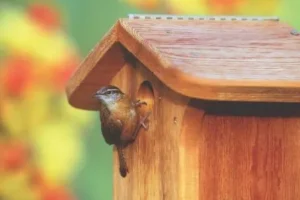 Wild Birds Unlimited Of Mcallen Tx 8